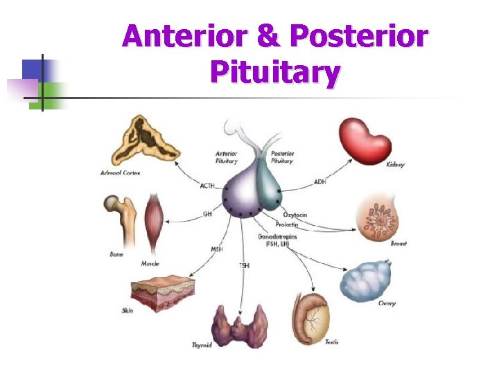 Anterior & Posterior Pituitary 