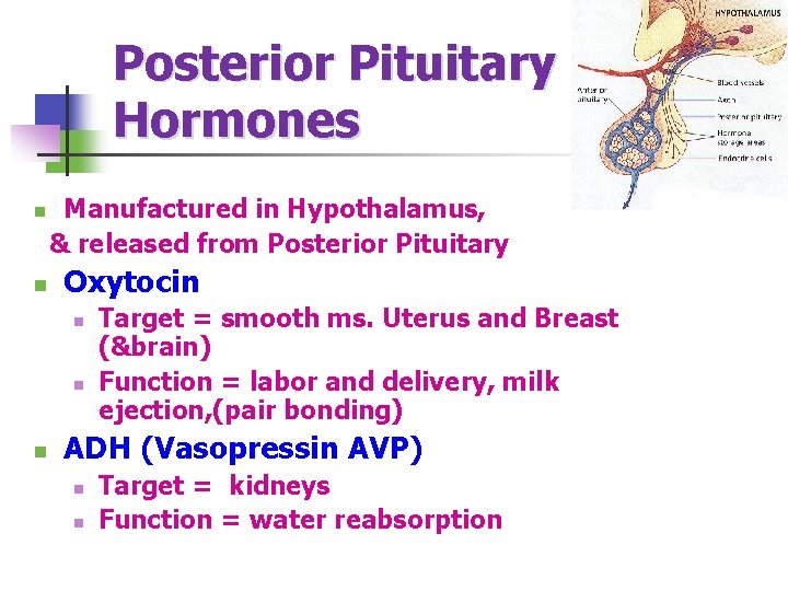 Posterior Pituitary Hormones Manufactured in Hypothalamus, & released from Posterior Pituitary n n Oxytocin