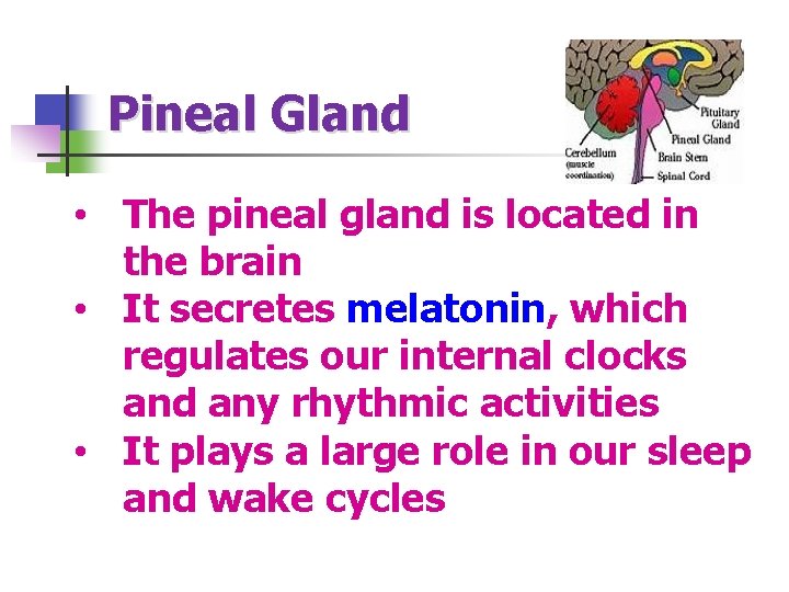 Pineal Gland • The pineal gland is located in the brain • It secretes