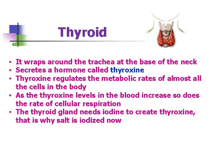 Thyroid • It wraps around the trachea at the base of the neck •