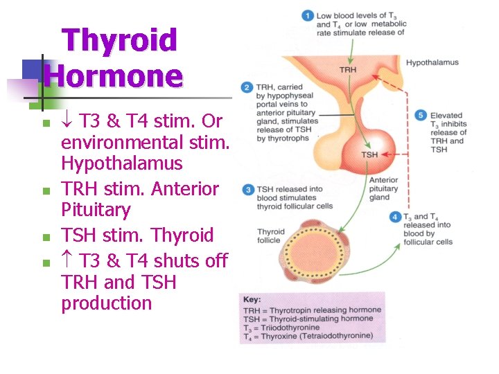  Thyroid Hormone n n T 3 & T 4 stim. Or environmental stim.