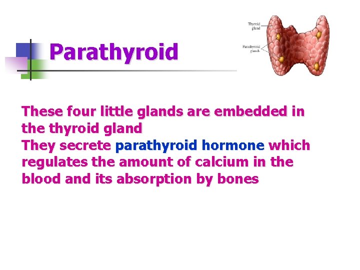 Parathyroid These four little glands are embedded in the thyroid gland They secrete parathyroid