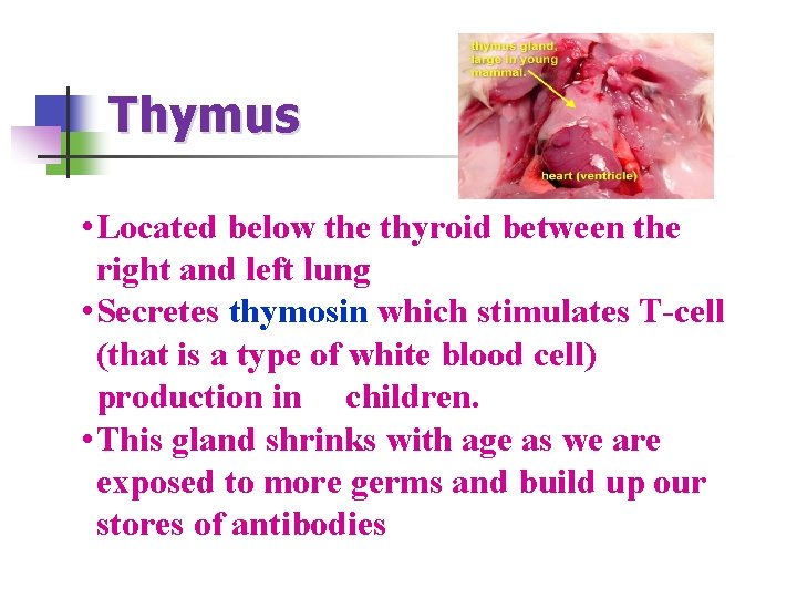 Thymus • Located below the thyroid between the right and left lung • Secretes