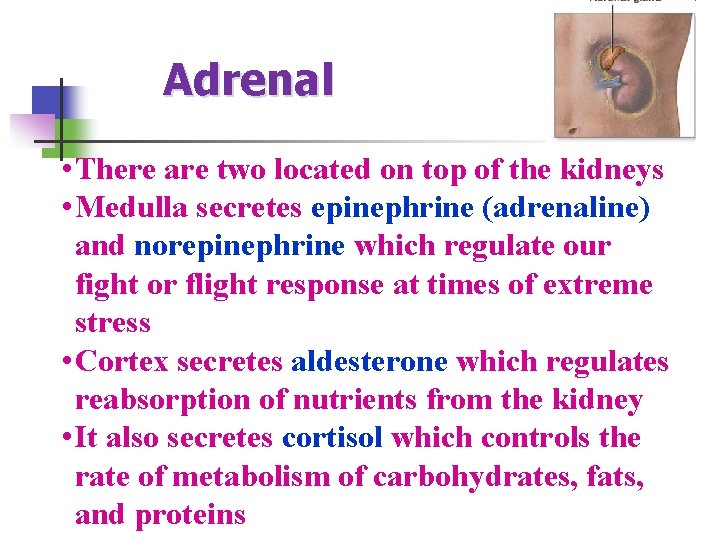 Adrenal • There are two located on top of the kidneys • Medulla secretes