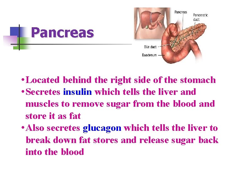 Pancreas • Located behind the right side of the stomach • Secretes insulin which