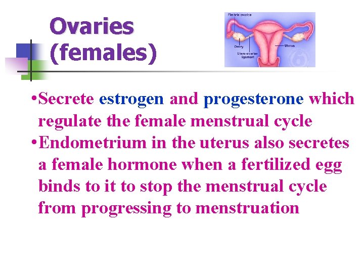 Ovaries (females) • Secrete estrogen and progesterone which regulate the female menstrual cycle •