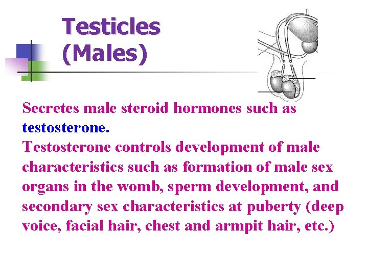 Testicles (Males) Secretes male steroid hormones such as testosterone. Testosterone controls development of male