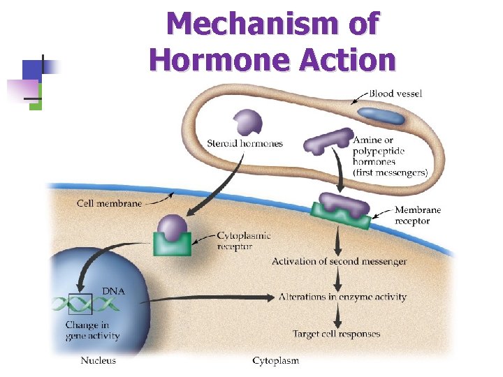 Mechanism of Hormone Action 