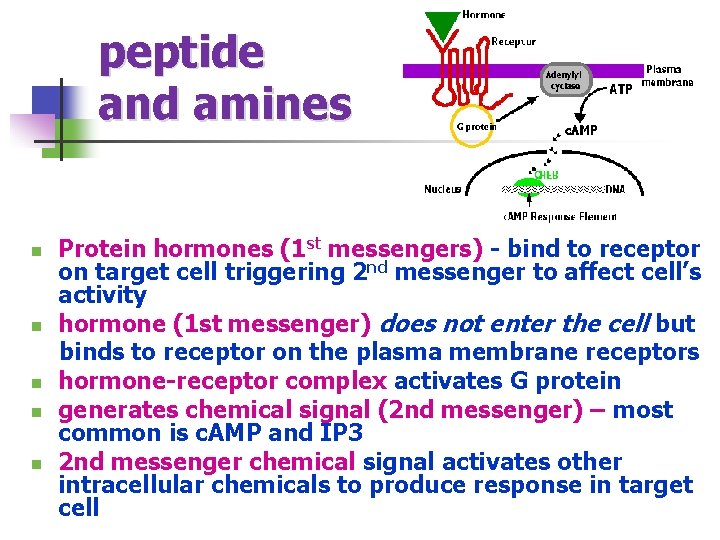 peptide and amines Protein hormones (1 st messengers) - bind to receptor on target