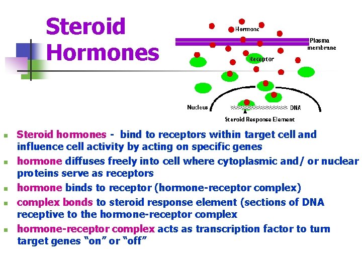 Steroid Hormones n n n Steroid hormones - bind to receptors within target cell