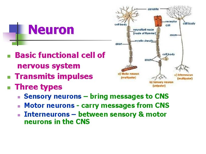 Neuron n Basic functional cell of nervous system Transmits impulses Three types n n