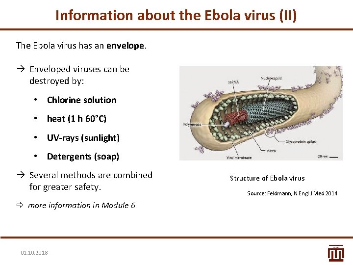 Information about the Ebola virus (II) The Ebola virus has an envelope. Enveloped viruses