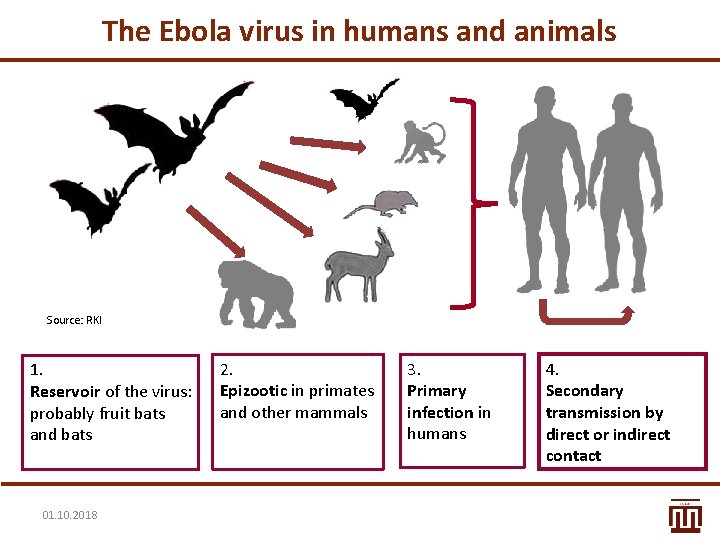 The Ebola virus in humans and animals Source: RKI 1. Reservoir of the virus: