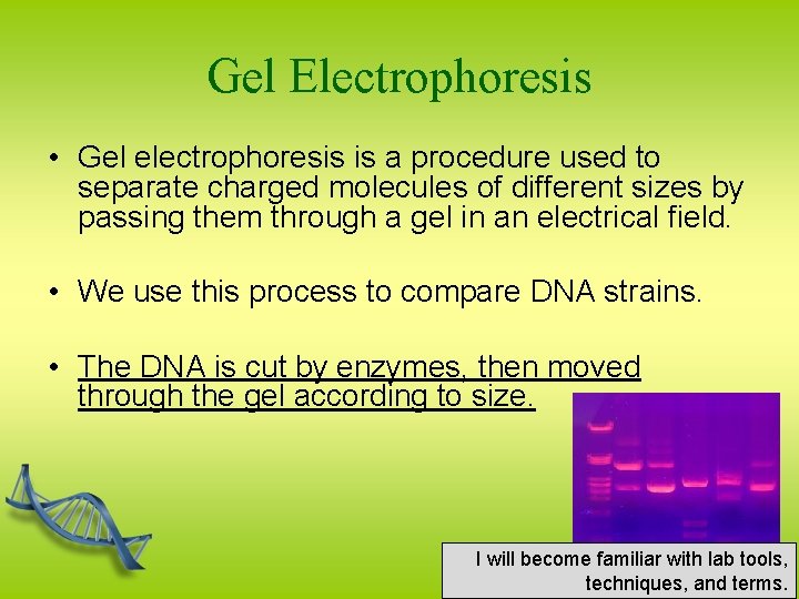 Gel Electrophoresis • Gel electrophoresis is a procedure used to separate charged molecules of