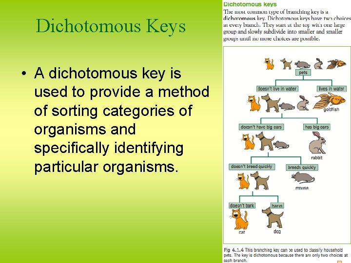 Dichotomous Keys • A dichotomous key is used to provide a method of sorting