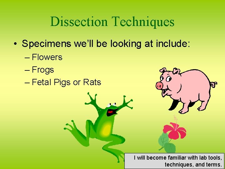 Dissection Techniques • Specimens we’ll be looking at include: – Flowers – Frogs –