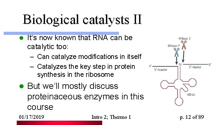 Biological catalysts II l It’s now known that RNA can be catalytic too: –