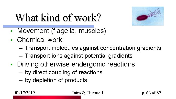 What kind of work? Movement (flagella, muscles) • Chemical work: • – Transport molecules