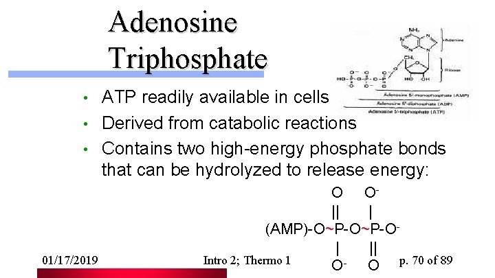 Adenosine Triphosphate ATP readily available in cells • Derived from catabolic reactions • Contains