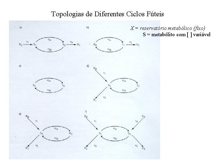 Topologias de Diferentes Ciclos Fúteis X = reservatório metabólico (fixo) S = metabólito com