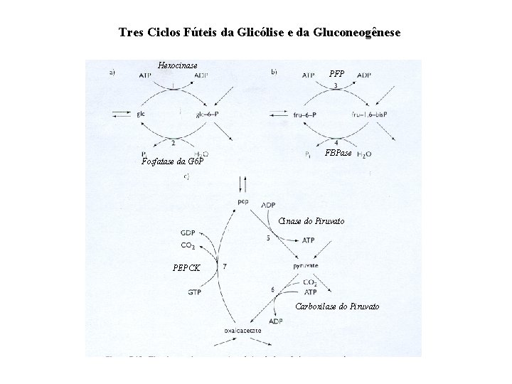 Tres Ciclos Fúteis da Glicólise e da Gluconeogênese Hexocinase Fosfatase da G 6 P