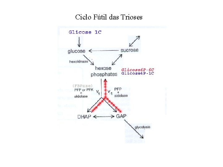 Ciclo Fútil das Trioses 