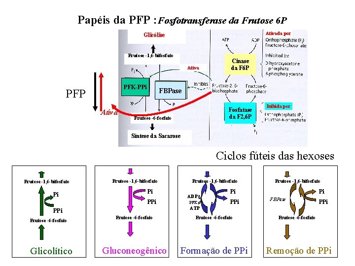 Papéis da PFP : Fosfotransferase da Frutose 6 P Ativada por Glicólise Frutose -1,