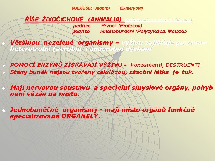 NADŘÍŠE: Jaderní (Eukaryota) ŘÍŠE ŽIVOČICHOVÉ (ANIMALIA) podříše u u u dostudovat ze cvičení a