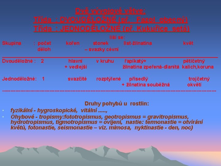 Dvě vývojové větve: Třída : DVOUDĚLOŽNÉ (př. Fazol obecný) Třída : JEDNODĚLOŽNÉ (př. Kukuřice