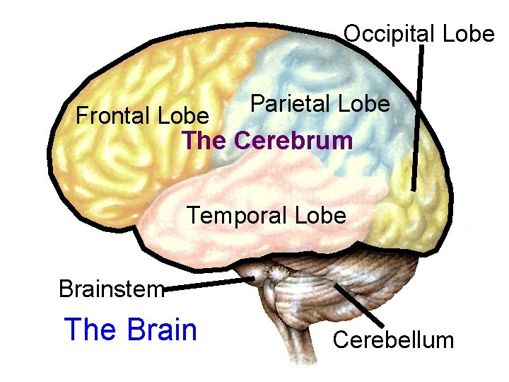Occipital Lobe Frontal Lobe Parietal Lobe The Cerebrum Temporal Lobe Brainstem The Brain Cerebellum