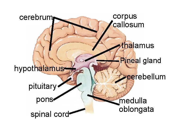 cerebrum corpus callosum thalamus hypothalamus Pineal gland cerebellum pituitary pons spinal cord medulla oblongata