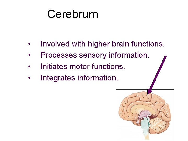 Cerebrum • • Involved with higher brain functions. Processes sensory information. Initiates motor functions.