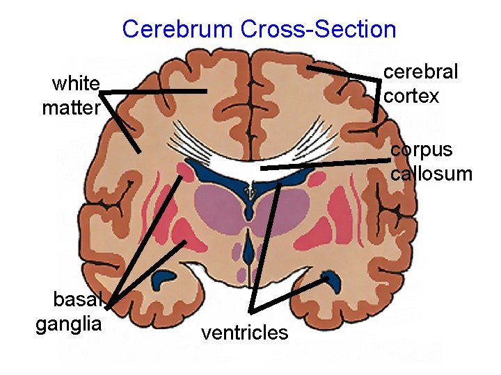 Cerebrum Cross-Section cerebral cortex white matter corpus callosum basal ganglia ventricles 