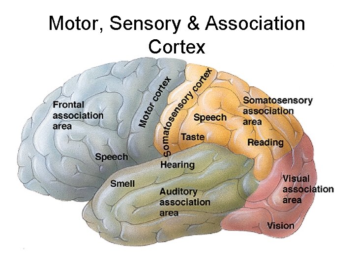 Motor, Sensory & Association Cortex 