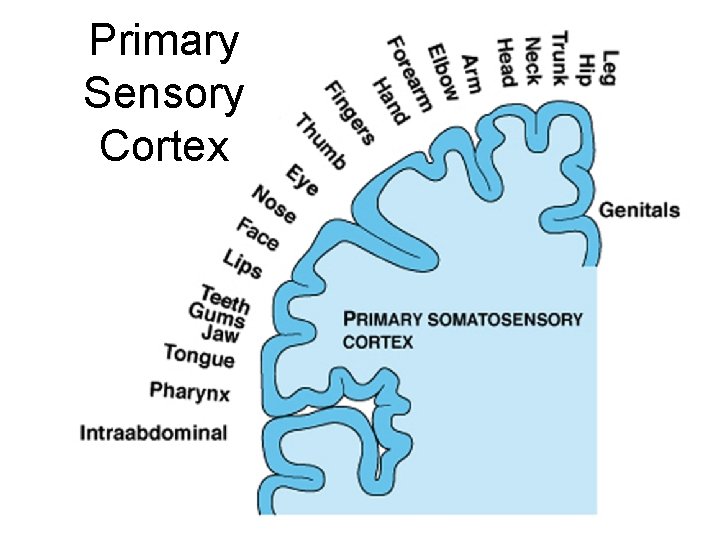 Primary Sensory Cortex 