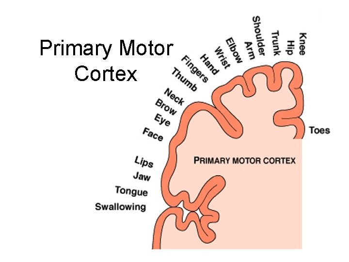 Primary Motor Cortex 