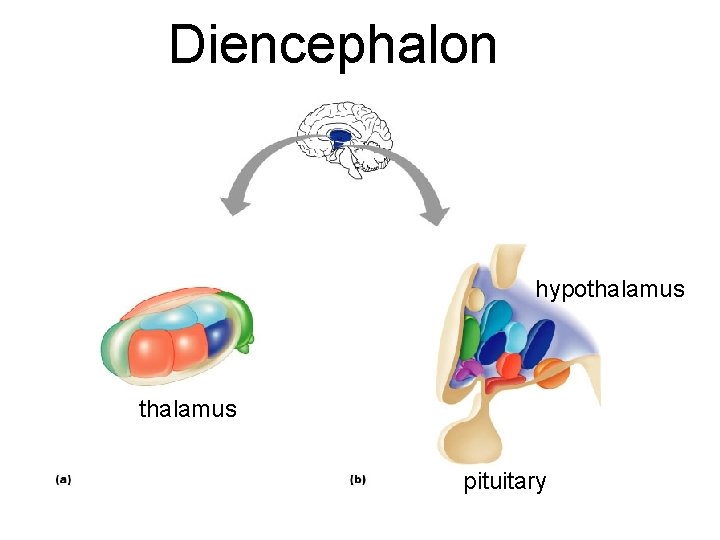 Diencephalon hypothalamus pituitary 
