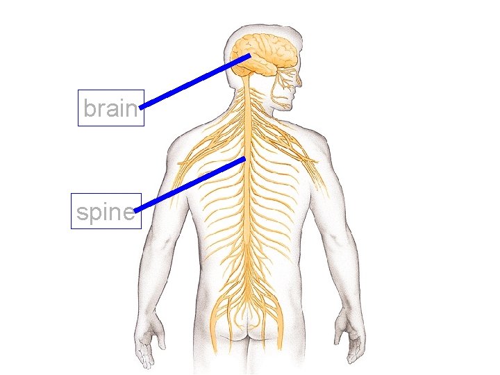 brain spine 