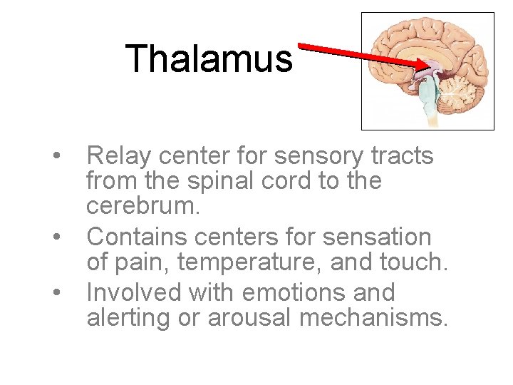 Thalamus • Relay center for sensory tracts from the spinal cord to the cerebrum.