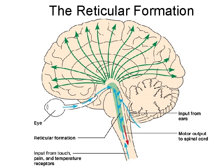 The Reticular Formation 