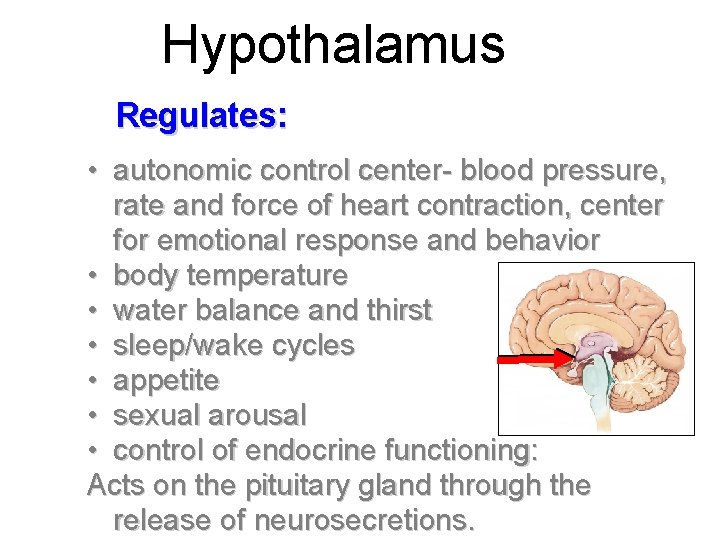 Hypothalamus Regulates: • autonomic control center- blood pressure, rate and force of heart contraction,