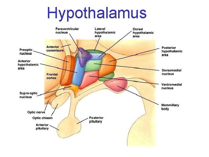 Hypothalamus 