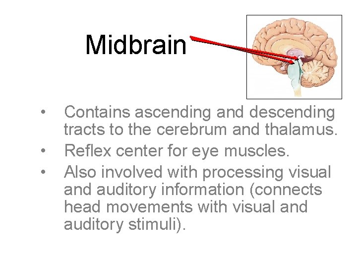 Midbrain • • • Contains ascending and descending tracts to the cerebrum and thalamus.