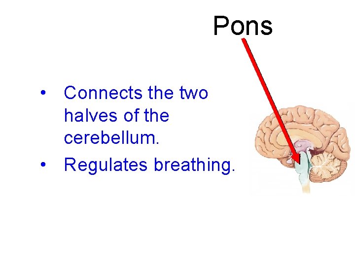 Pons • Connects the two halves of the cerebellum. • Regulates breathing. 