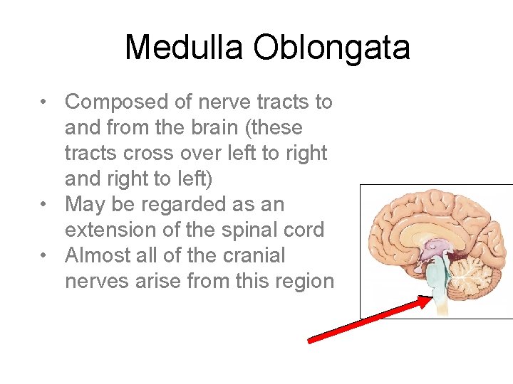 Medulla Oblongata • Composed of nerve tracts to and from the brain (these tracts