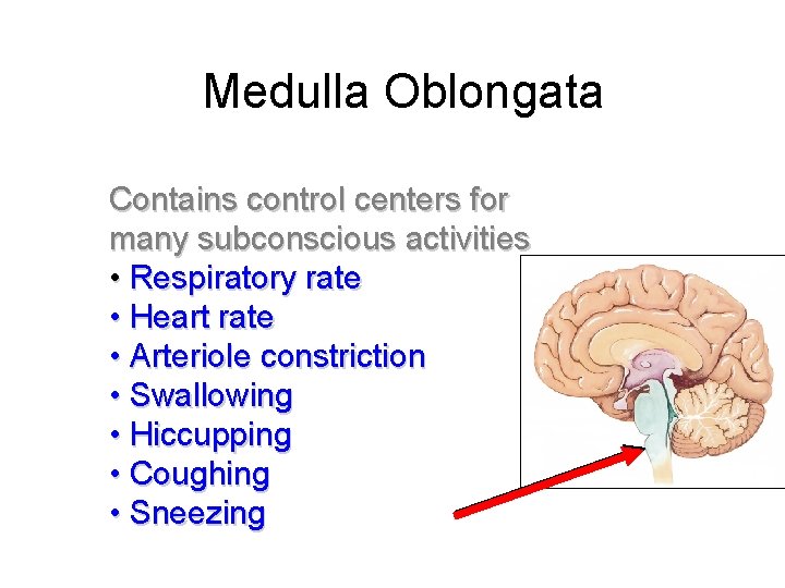 Medulla Oblongata Contains control centers for many subconscious activities • Respiratory rate • Heart