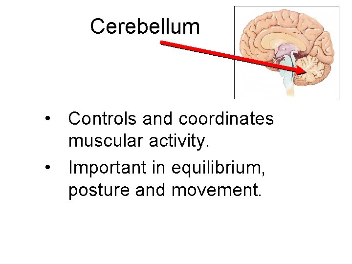 Cerebellum • Controls and coordinates muscular activity. • Important in equilibrium, posture and movement.