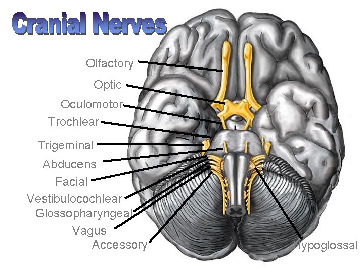 Olfactory Optic Oculomotor Trochlear Trigeminal Abducens Facial Vestibulocochlear Glossopharyngeal Vagus Accessory Hypoglossal 