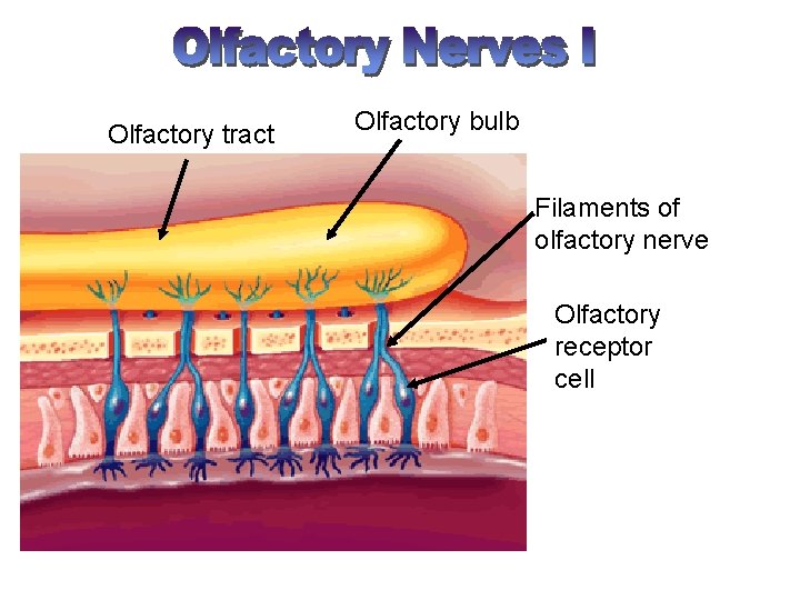 Olfactory tract Olfactory bulb Filaments of olfactory nerve Olfactory receptor cell 