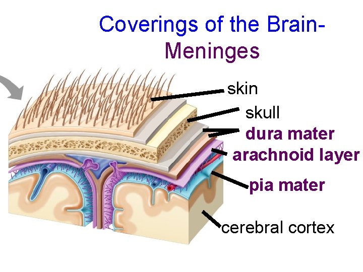 Coverings of the Brain. Meninges skin skull dura mater arachnoid layer pia mater cerebral